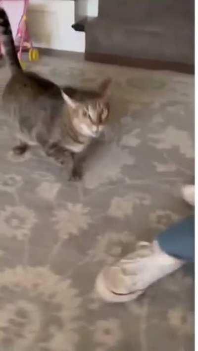 Coming home after petting another cat