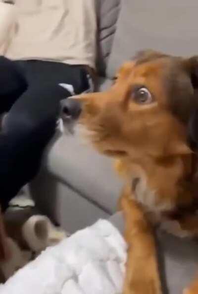 My god, it's in the house