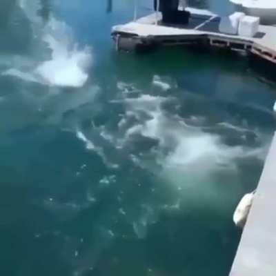 have you ever fished like this before?