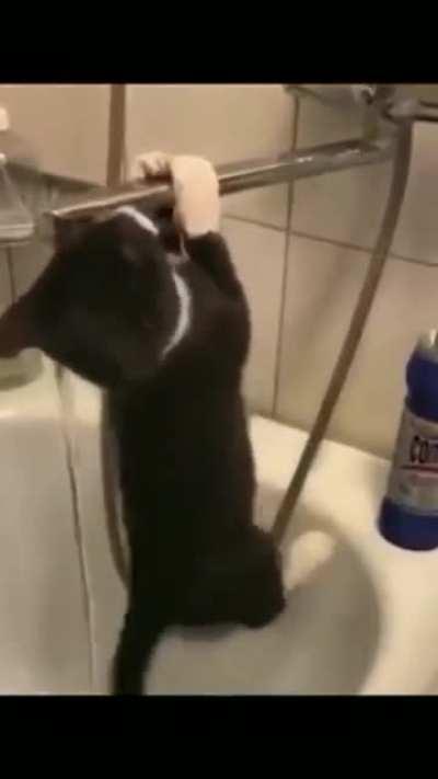 Кот олимпиец