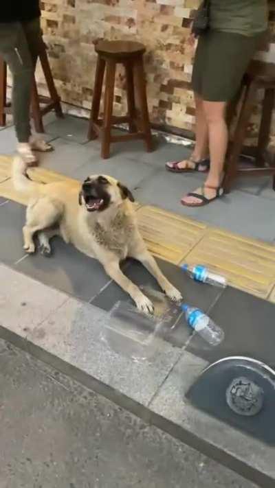 People giving water to thirsty stray dog