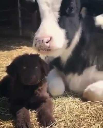 Two babies cuddling at Rancho Relaxo sanctuary
