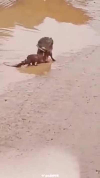 Weasel killing a huge rat