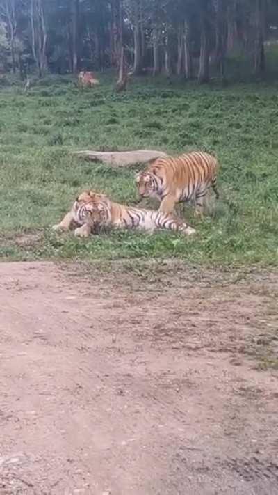 Sneaky . . . almost . . . sneaky . . . CHOMP!