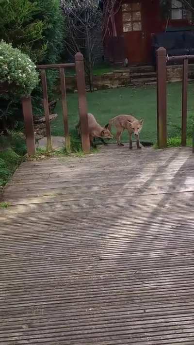 2 fox pups playing in the garden