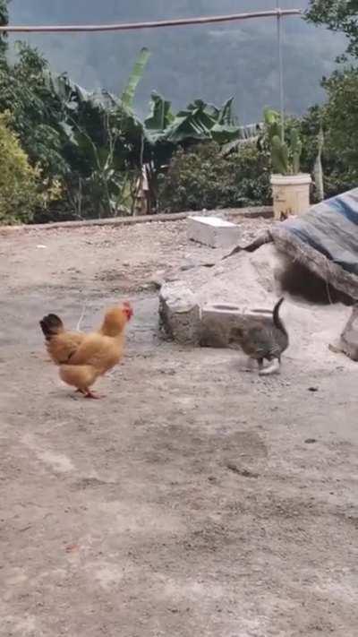 Three kinds of animal, as portrayed by two actors