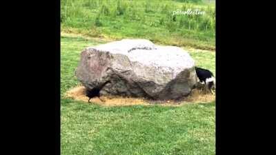 Looping the killer around the shack be like [with Audio]