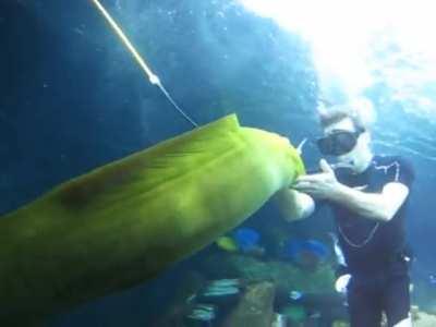 If it swims in the Sea and cuddles you like a Puppy, that's a Moray!