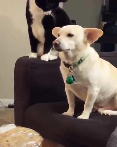The cat was trying really hard to decide if she wanted to mess with the dog
