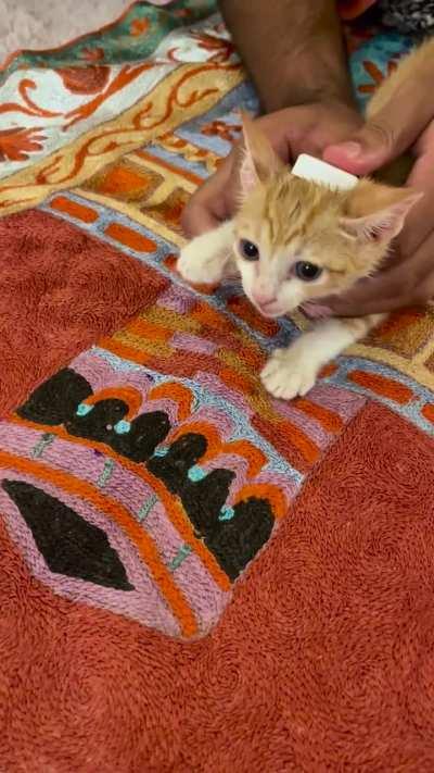 6 week old kitten takes shahada 