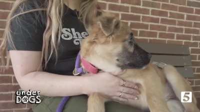 Talk of the Town, The Underdogs, Oct 27, 2025