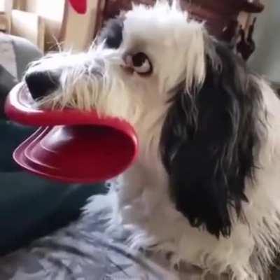 Реинкарнация зелибобы