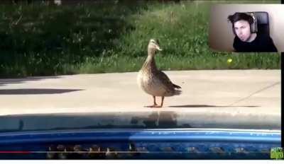 Compartan esto a 10 contactos o willy rex ira a sus casas