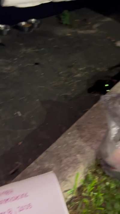 In need of food for my colony cats