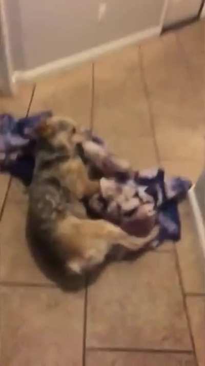 To successfully try the towel trick on the dog