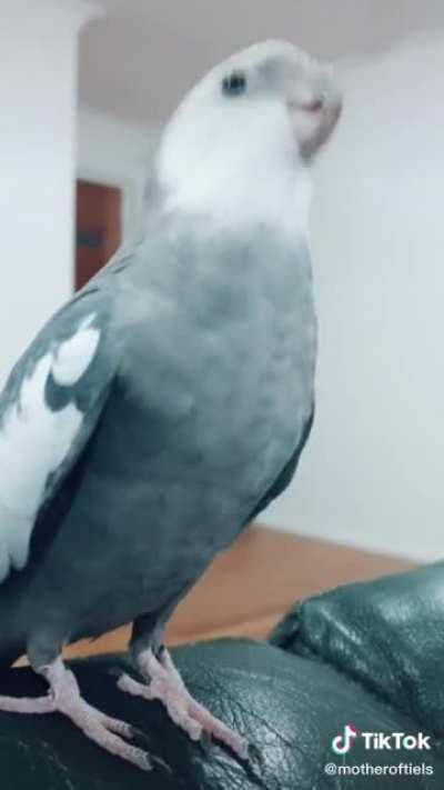 DJ Cockie dropping some phat beats