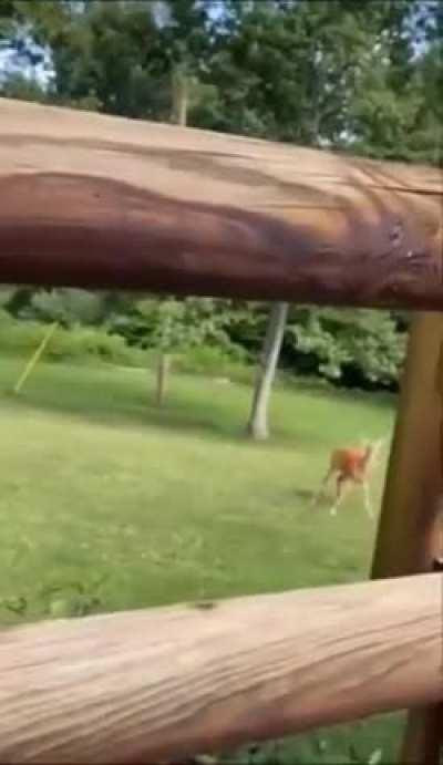Mama deer comes running after hearing crying baby