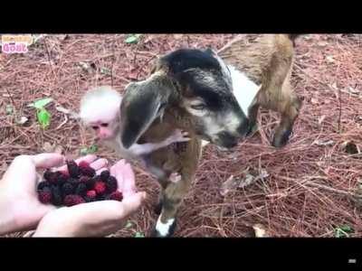 Baby goat an monkey eat berries in the woods