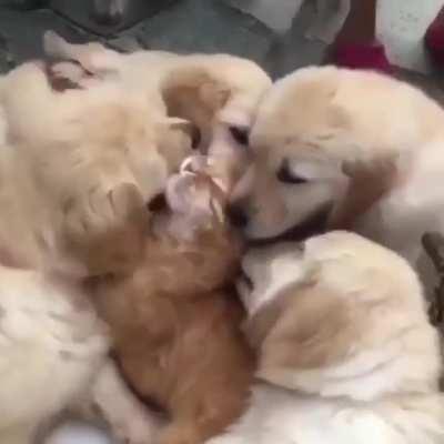 Exclusive video of the most tolerant cat on planet earth.😜