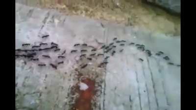 Ants are known to emergently form chains to compound their hauling ability when dealing with large prey.