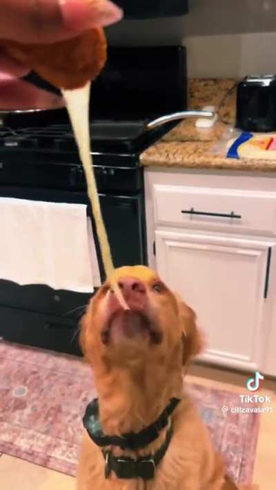 Rate the cheese pull 1-10 🐕🧀