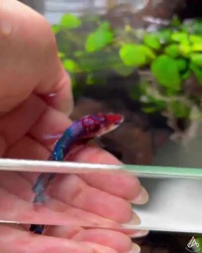 I’m so glad I picked him out of 50 other betta fry to keep as companion ♥️