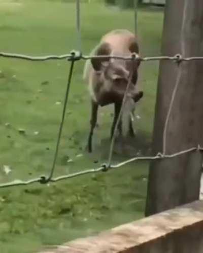 Лесные друзья.