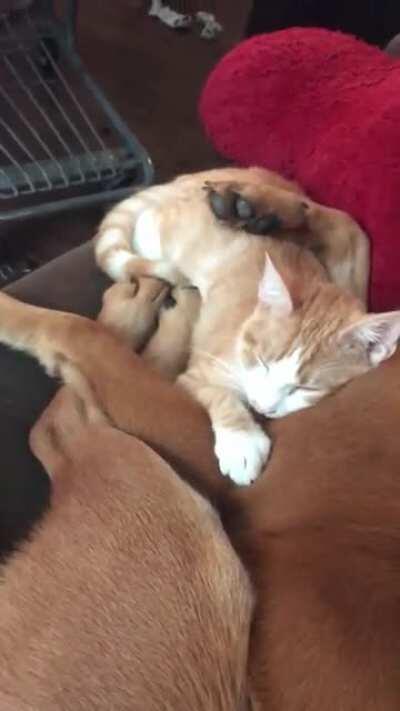 NEW BROS! My dog cuddling with my cat right after we adopted him!