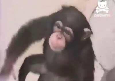 There's a monkey in my bathroom