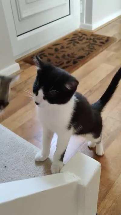 Little catto squeaks