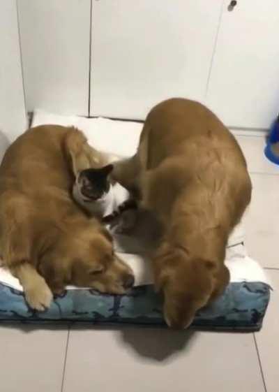 These cuties forming a heart when sleeping