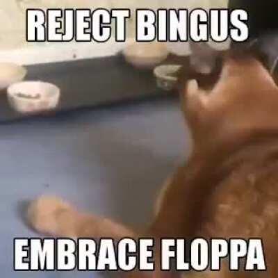 Reject Bingus, Embrace Floppa
