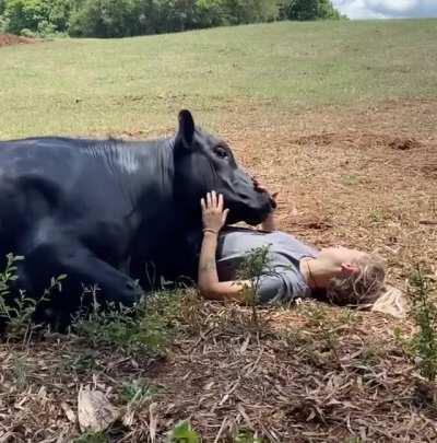 Have you ever had an animal love you this much? (from Santuário Amor que Salva)