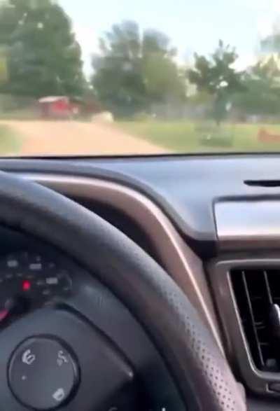 I guess feeding the llama was a bad idea