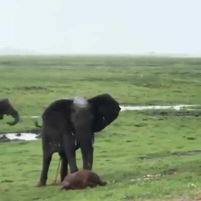 Elephant delivered a baby, the whole herd went into celebration