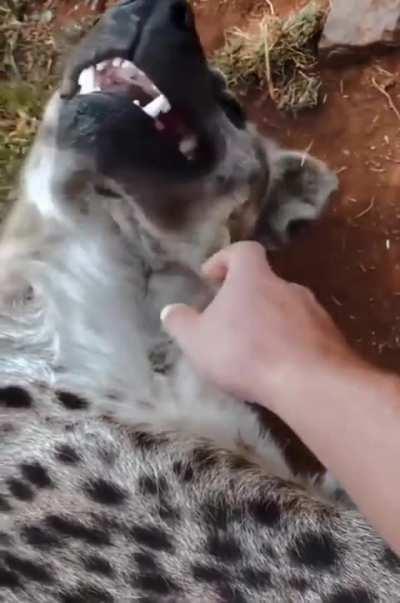 Every living thing wants to be loved