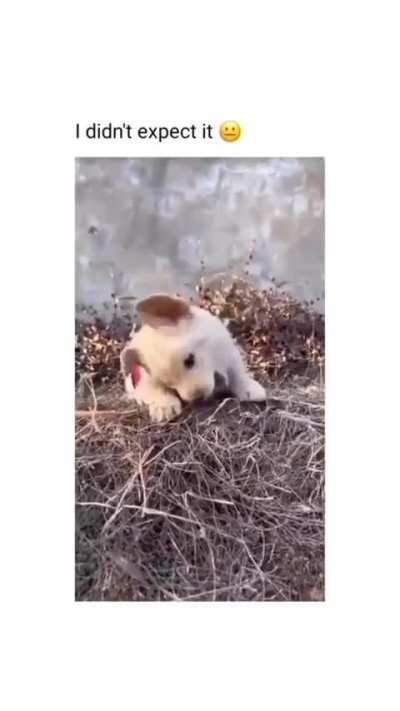 When playing is all you live for