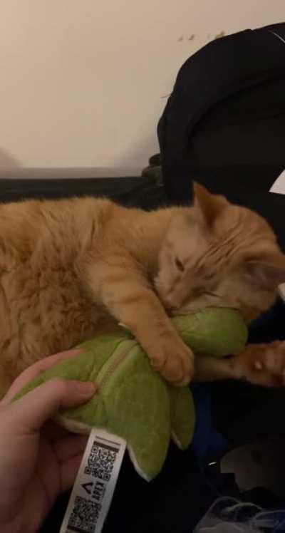 my cat really loves my new nessie