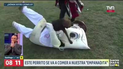 perro pelea con corporeo de empanada en vivo