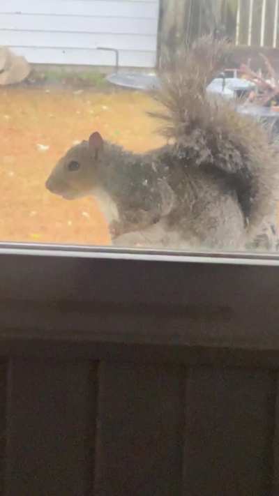 Willow often sits in the window so he can get first dibs on nuts, he thinks he’s the top king, lol! 😩🥰