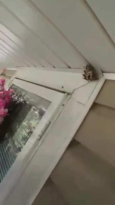 man vs wasps