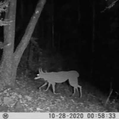 Trail Cam x Wendigo