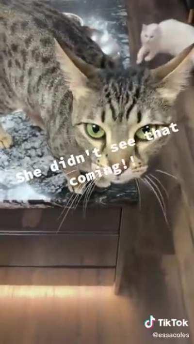 She didn't see that coming for sure.