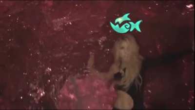 Me when i get ulted by Tahm Kench