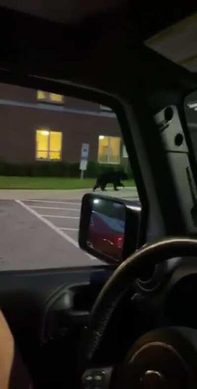 Close up video of the bear courtesy of my friend