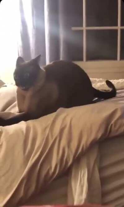 What catnip does to a cat