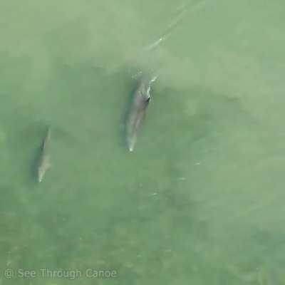 Dolphin launches a fish over a dock with its tail