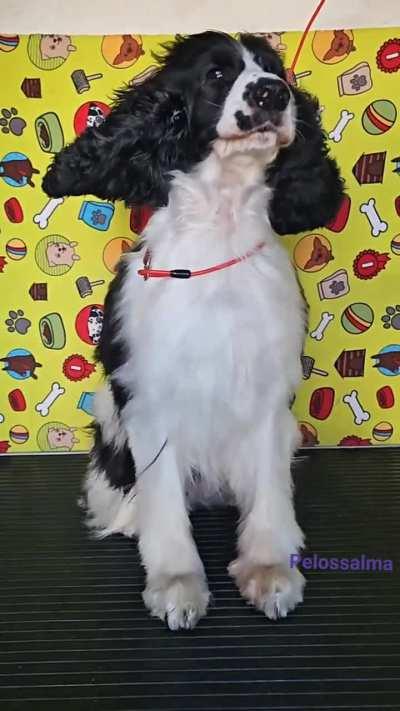 The groomer sent this video to let us know Ruby was ready to be picked up and I still can't stop smiling everytime I see it.