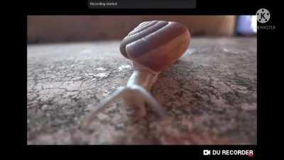 Ghost division but its snails.