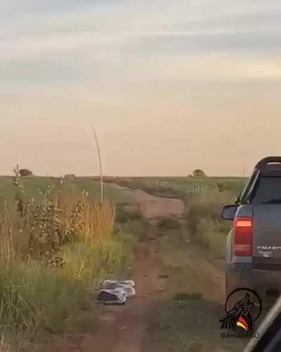 🔥 Huge Anaconda 🐍 strike 💥